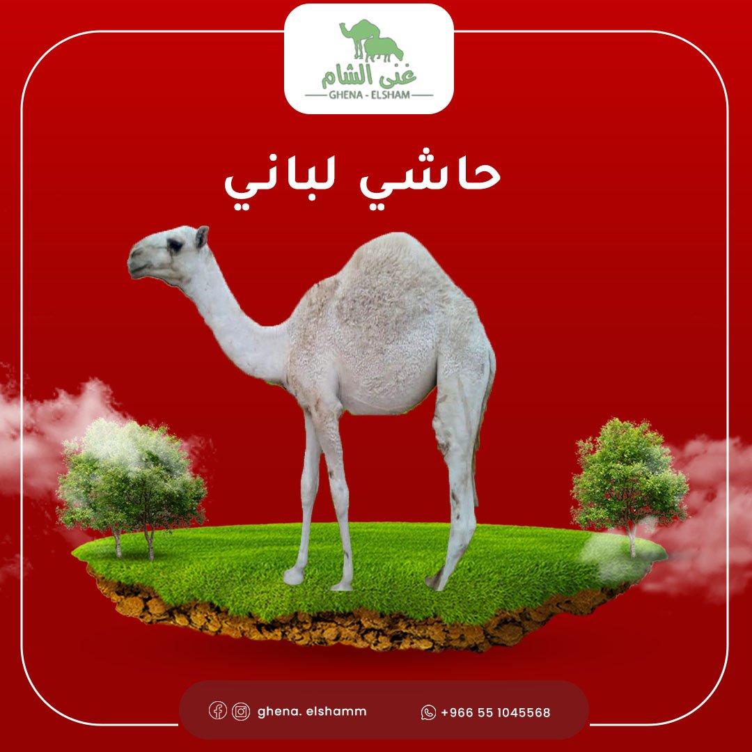 لحم حاشي لباني