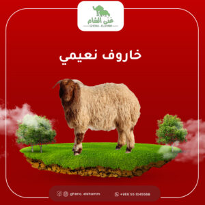 نعيمي لباني