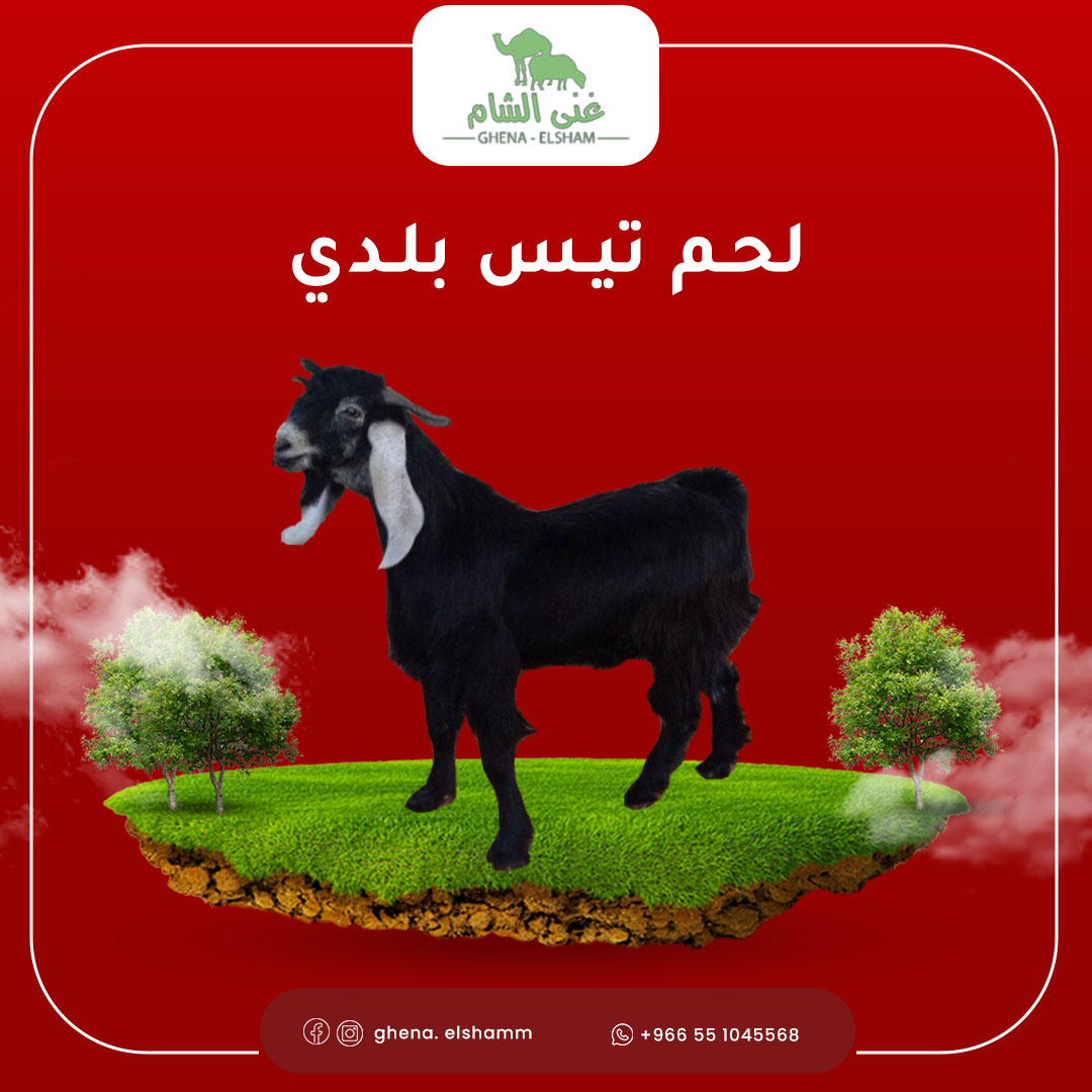 لحم تيس بلدي