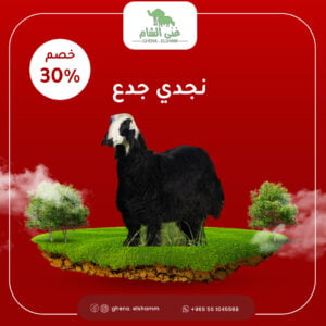 خروف نجدي جذع