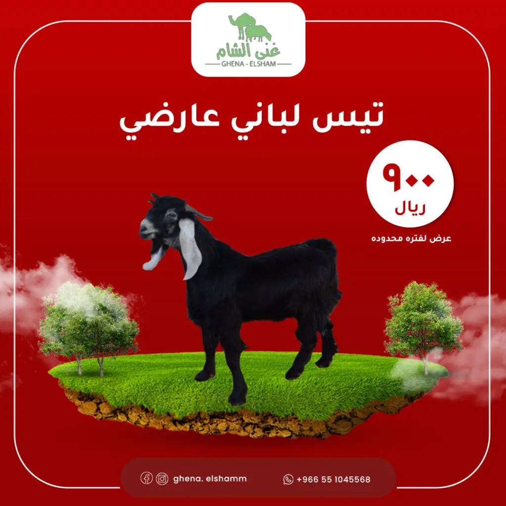 تيس عارضي لباني