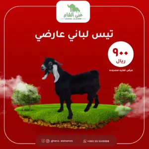 تيس عارضي لباني